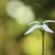 Serene flower symbolising balance and renewal—reflecting how acupuncture may support AMH levels and ovarian reserve naturally.