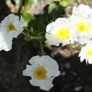 Acupuncture Uterine Receptivity The Mount Cook lily, New Zealand’s iconic alpine flower, symbolises fertility and uterine receptivity - representing hope, growth, and the journey to pregnancy.