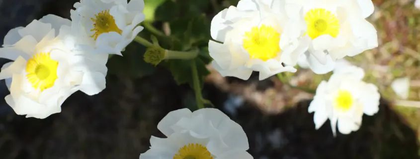 The Mount Cook lily, New Zealand’s iconic alpine flower, symbolises fertility and uterine receptivity - representing hope, growth, and the journey to pregnancy.