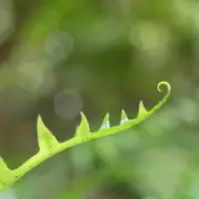 A New Zealand native fern: symbolising the natural balancing effect of acupuncture on HPO Axis and fertility