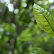 Green leaf emerging in natural light, symbolising gradual physiological adaptation and growth Green leaf emerging in natural light, symbolising gradual physiological adaptation and growth