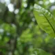 Green leaf emerging in natural light, symbolising gradual physiological adaptation and growth