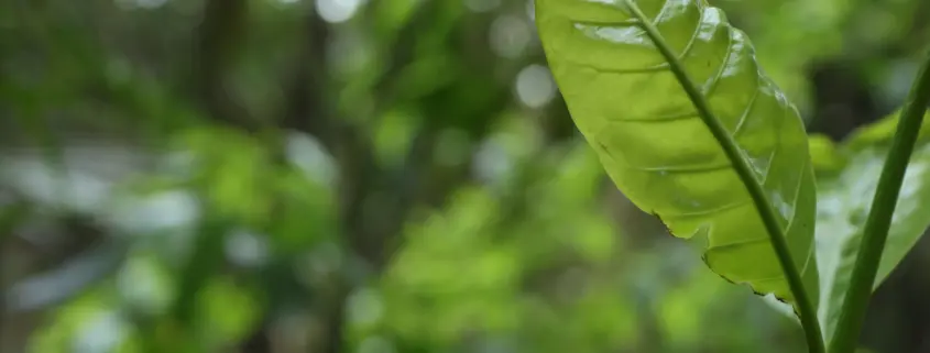 Green leaf emerging in natural light, symbolising gradual physiological adaptation and growth